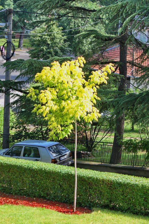 Apartmani15 Arandelovac Zewnętrze zdjęcie